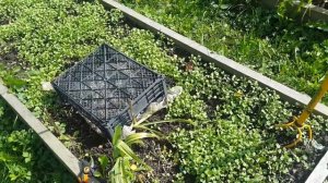 Картофель. Как за месяц обновить свой посадочный материал