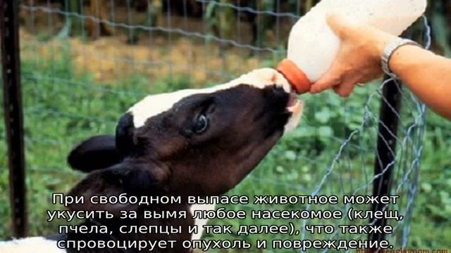 У коровы пропало молоко (причины)