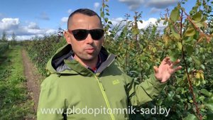 КОГДА САЖАТЬ вишню, черешню, сливу, абрикос осенью? КОГДА ПОКУПАТЬ саженцы, лучшее время.