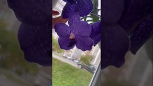 V. Pachara Delight ; phal. Purple Martin