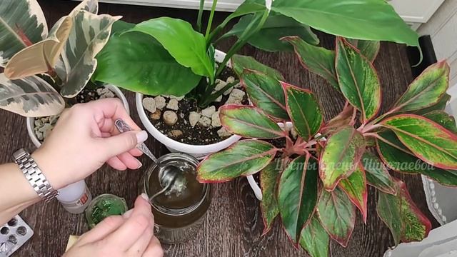 Всего 1 Чайная Ложка под СПАТИФИЛЛУМ и Он Оживёт, Позеленеет и Расцветёт! МАЛО КТО ЗНАЕТ ЭТО смотреть онлайн