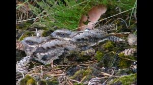 Обыкновенный козодой