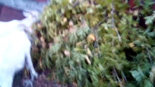 Ветки для коз составлены! Пусть едят... смотреть онлайн