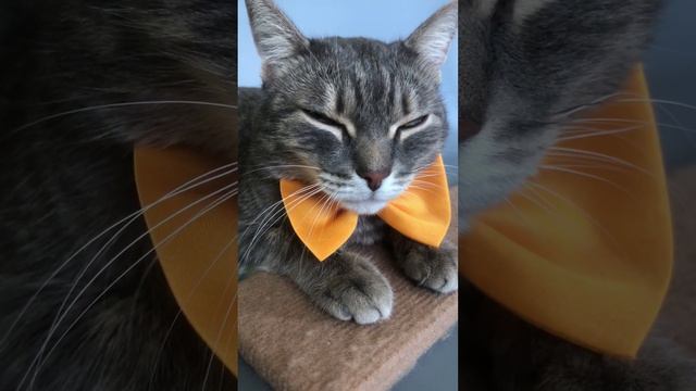 Путешествие с котом. Переноска