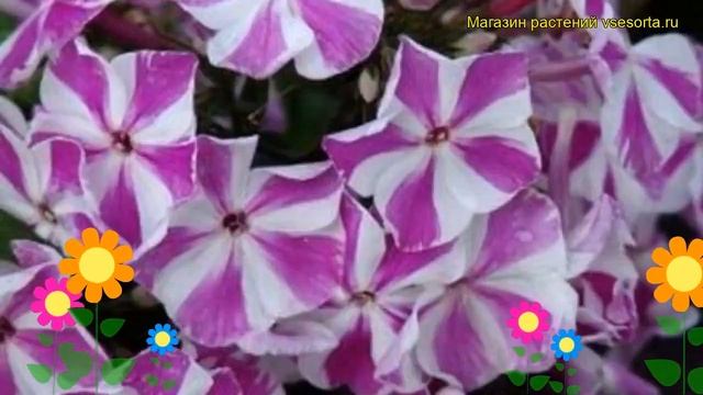 Флокс метельчатый Крученый леденец. Краткий обзор, описание phlox paniculata Candy Twist смотреть онлайн