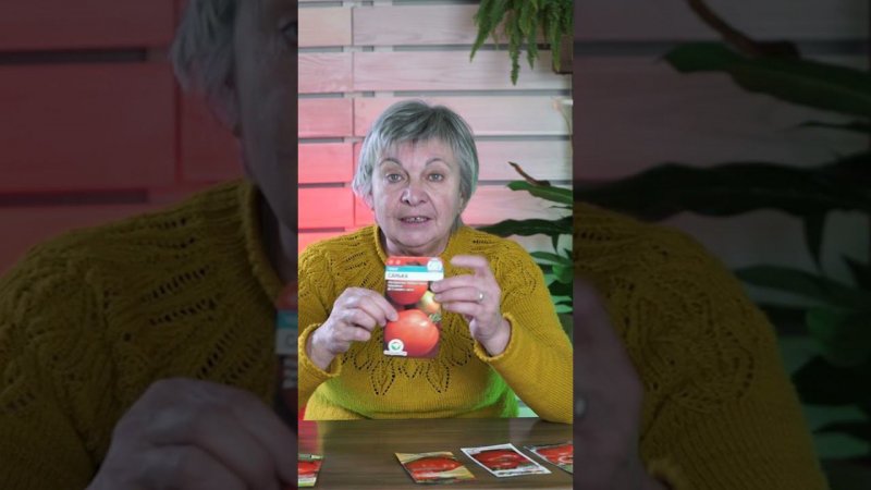 Томат "Санька" - Лучший томат?