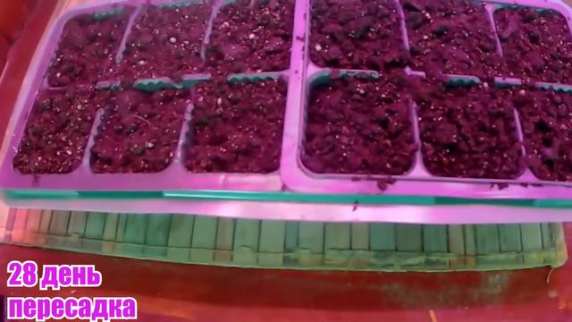 Петуния на снег. Пересадка на 28 день после посадки - 110219 смотреть онлайн