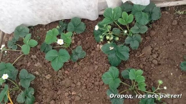 Клубника в теплице. Первые ягоды.mp4