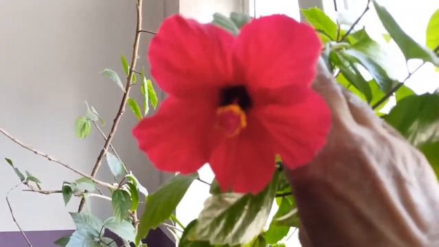 Цветёт красота в подъезде. смотреть онлайн