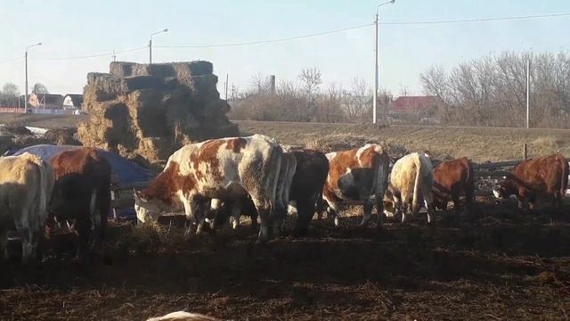 Симменталы . Как лучше покрыть корову! Кратко об искусственном осеменении. С чего начинать. смотреть онлайн