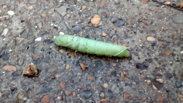 Гусеница ползет по дороге смотреть онлайн
