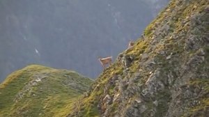 Кавказский заповедник