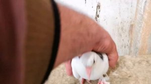 Кормление голубей и голубь который показал 9часов/Feeding pigeons and a pigeon that showed 9o'clock