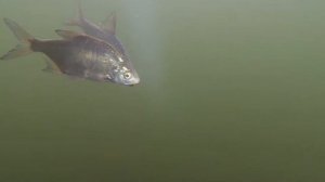 Рыбки в Енисее :)