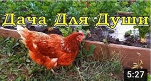 КУРИНЫЙ ПОМЁТ как удобрение на огороде???