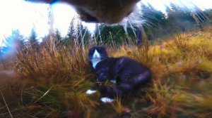 Real Cat FIGHTS with GoPro on cat