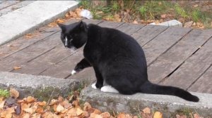 Куршская коса -2015