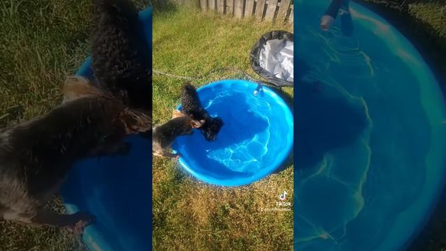 Holly and Ivy Bob for Watermelon on Memorial Day! #yorkie #yorkiepoo #cute #dog #enrichment