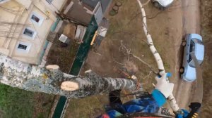 Удаление арбористом небольшой но гнилой березы по частям. Иваново.