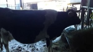 Рацион Кормления и Моцион моей Высокоудойной Коровы в период Запуска
