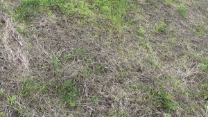 Павловния. Секретная, сверх дешевый способ выращивания саженцев павловнии для ленивых.