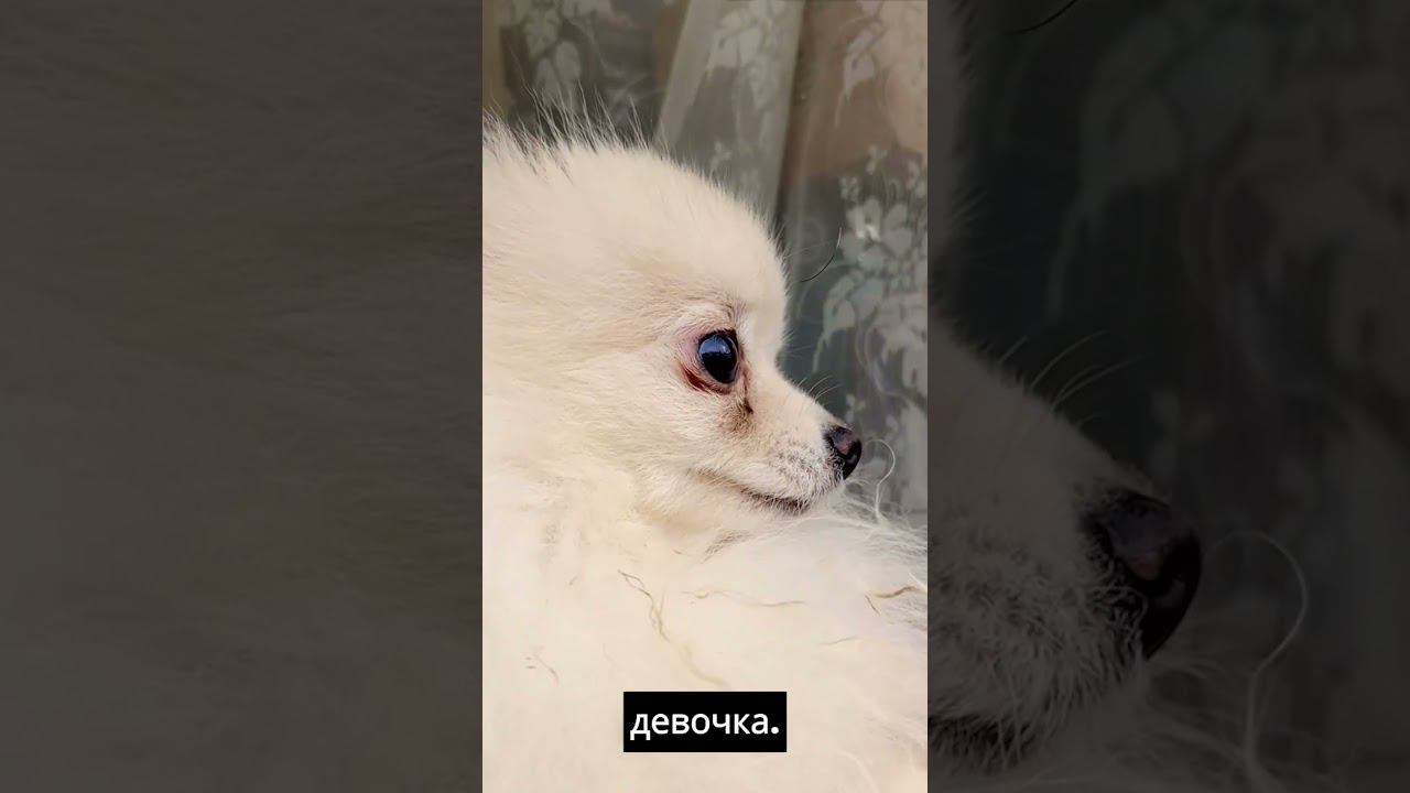 УГРОЖАЮ ШПИЦУ ДОЖДЕМ #shortsyoutube #shorts  #собака #dog #собаки #щенки #животные