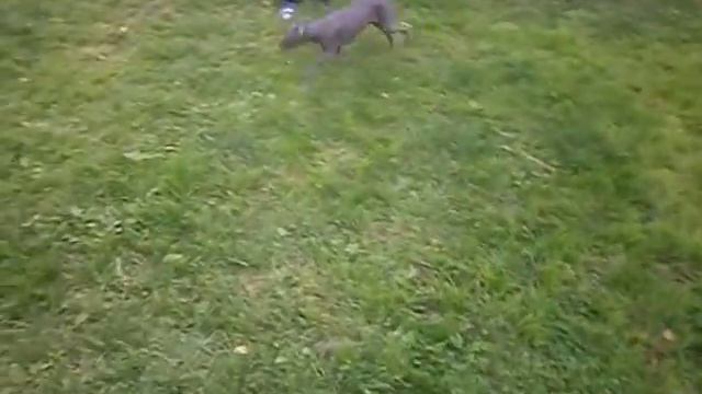 Щенки Перуанской голой собаки - Питомник Айсфайер смотреть онлайн