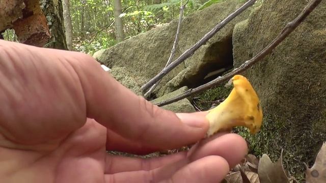 Cantharellus Cibarius bajo castaño a 1 de junio de 2016 смотреть онлайн