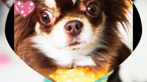 Миша Лайк и Покемон Юми чу😍💖👍