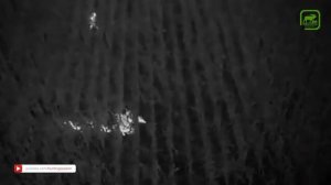 Ночная охота на кабана с дроном тепловизором