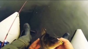 Поймали мутанта в реке Припять прямо в городе #Припять