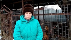 Курица несет яйца КАЖДЫЙ ДЕНЬ - а нужна ли нам такая курица.