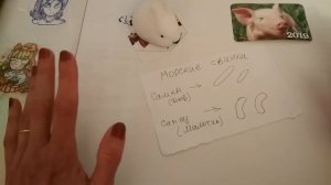 Как определить пол морской свинки. Мальчик или Девочка?