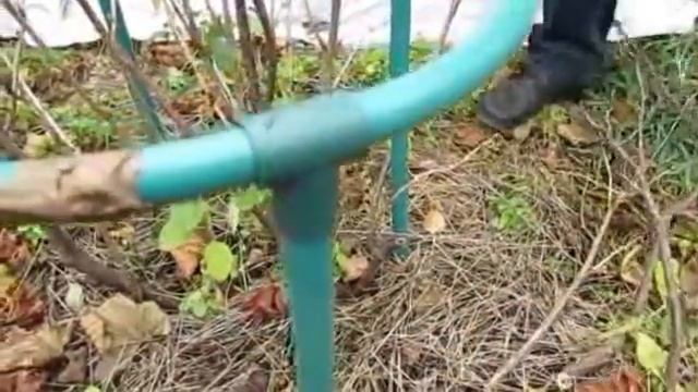 Осенняя обрезка куста смородины (2). смотреть онлайн