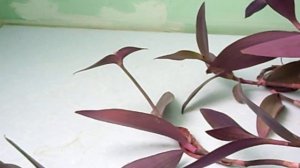 Сеткреазия. Комнатные растения.