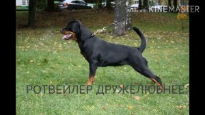 Кавказская овчарка против ротвейлера.