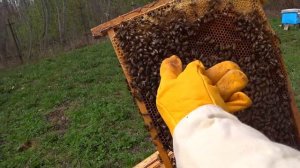 Весеннее развитие пчелосемей. Расширение гнёзд пчёл весной.