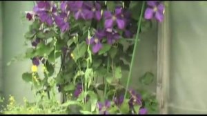 Клематис (часть 1). Многолетние цветы.