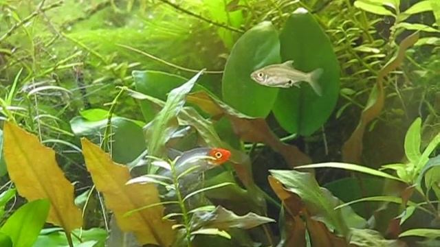 Sawbwa resplendes bei der Balz / at courtship Part 2 смотреть онлайн