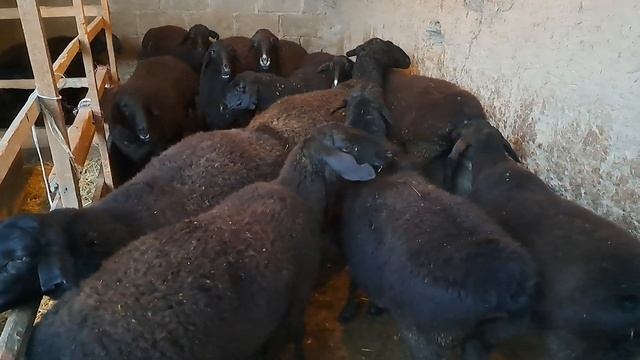 Гуспандои фуруши канали фуруши