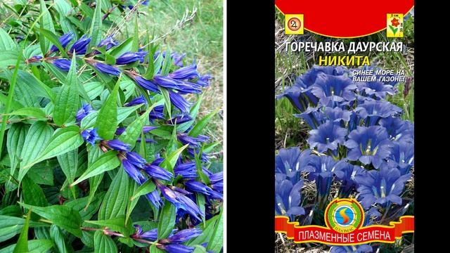 ПОСЕЙТЕ НЕПРИХОТЛИВЫЕ ЦВЕТЫ ПОД ЗИМУ! Они украсят клумбы, цветники и дорожки в саду. смотреть онлайн