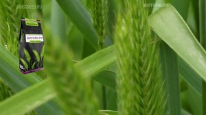 Житняк #житняк agropyron cristatum #agropyron семена