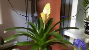 Вриезия уход в домашних условиях