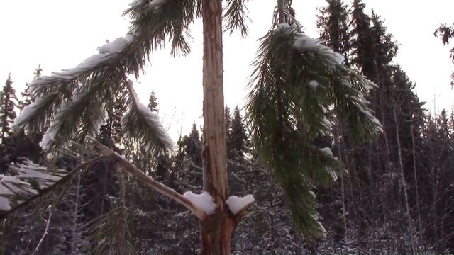 Охота на глухаря поздней осенью, похождения по лесу  (как я упустил глухаря)