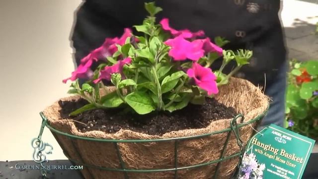 How to Make a Hanging Basket of Petunias (Easy) смотреть онлайн