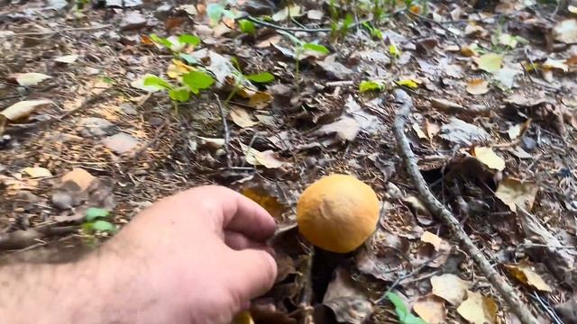 Дорога СМЕРТИ усеяна ГРИБАМИ! Белые грибы Подосиновики Грузди ВЗЯЛИ нас В ПЛЕН! Карелия 2023
