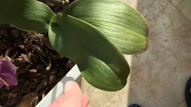 ?ОРХИДЕИ ВЫЖИЛИ! ОБЗОР ОЖИВАЮЩИХ ОРХИДЕЙ. смотреть онлайн