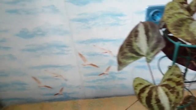 Уход и размножение диоскореи триколор смотреть онлайн