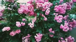 Розы:Супер Дороти,Шванензее...