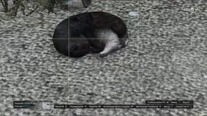 Поиск животных Пудель, Кошка, Курица | день шестой в GTA ONLINE